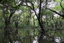 Ratargul-the Swamp forest